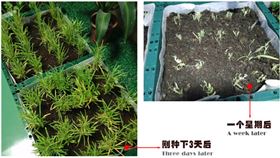 自然光照明系統(tǒng)下的空心菜 自然光照明系統(tǒng)下的空心菜