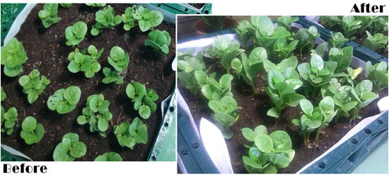 在自然光照明系統(tǒng)下 耳朵菜越長(zhǎng)越好 在自然光照明系統(tǒng)下 耳朵菜越長(zhǎng)越好